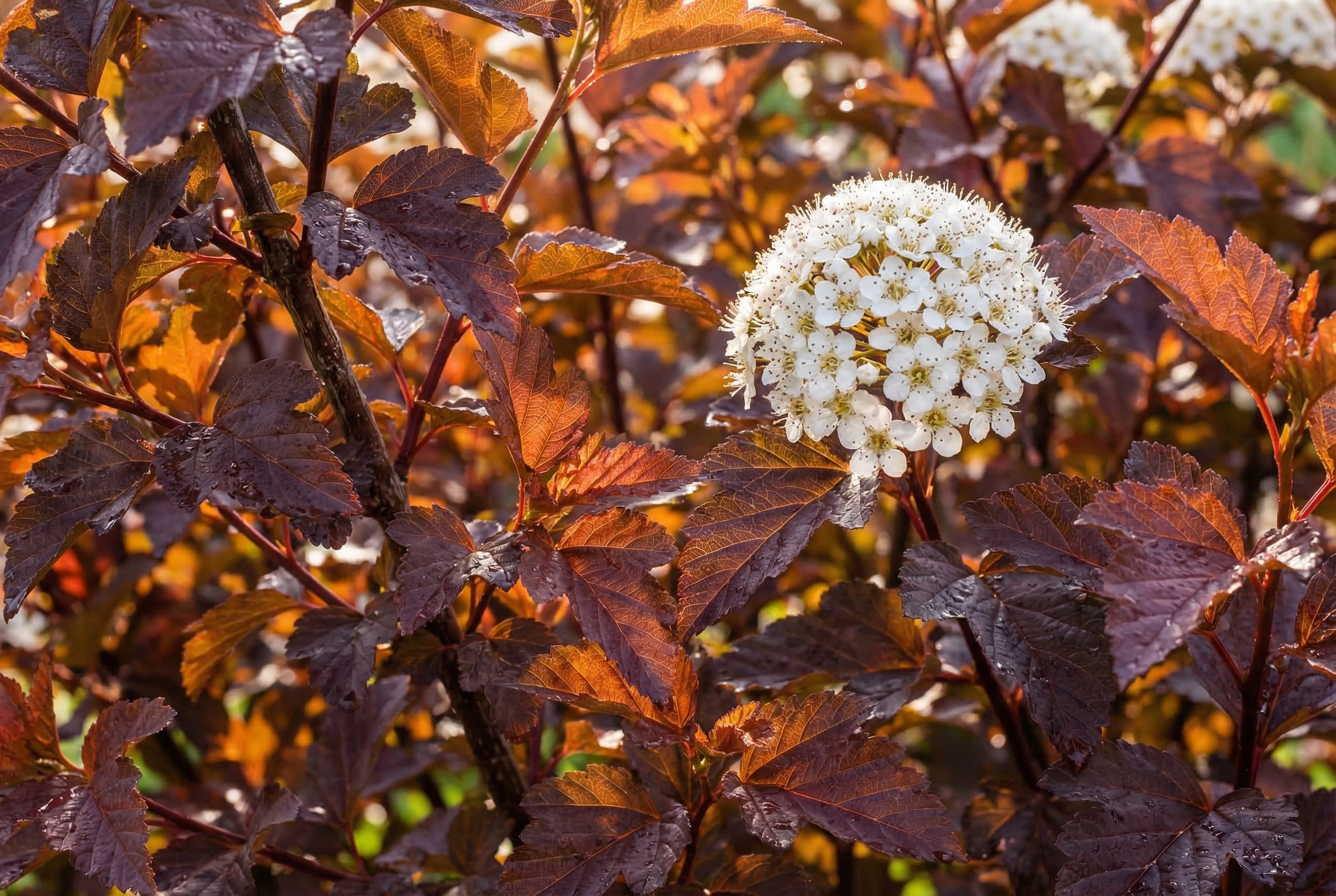 Пузыреплодник Эмбер Джубиле